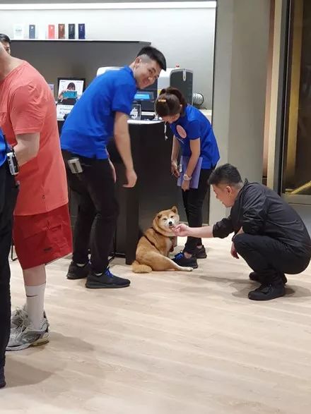 柴犬紧抱美女店员，主人很无奈，网友笑喷：它在帮你做媒！