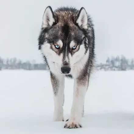 最像狼的狗竟然不是哈士奇，科學家公布研究結果，什麼？居然是它！ 寵物 第1張