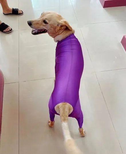 網友給狗子買衣服，收到發現尺寸太小了，但穿上卻意外很性感！網友：辣瞎我的眼睛！ 寵物 第5張