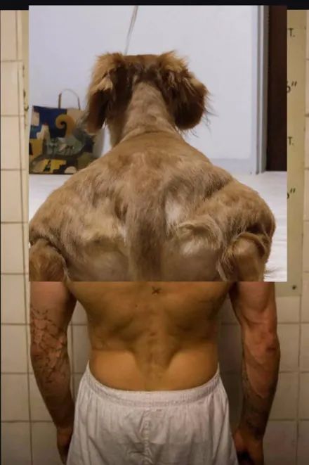 主人拍下狗子的肌肉背部，結果發到網上分享瞬間被玩壞，笑噴了！ 寵物 第6張