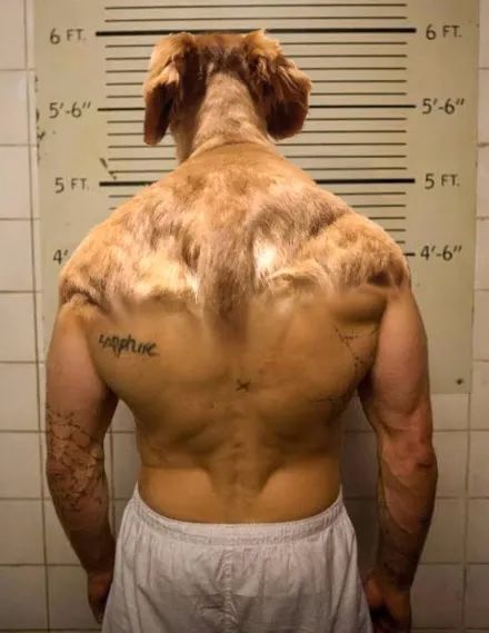 主人拍下狗子的肌肉背部，結果發到網上分享瞬間被玩壞，笑噴了！ 寵物 第7張