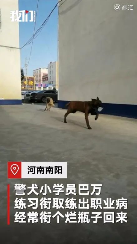 警犬打開籠子偷跑出去玩，回來時職業病發作竟然拐回一隻小柯基，笑噴！ 寵物 第1張