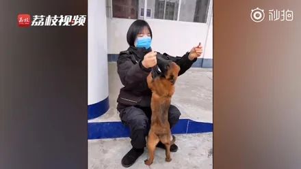 警犬打開籠子偷跑出去玩，回來時職業病發作竟然拐回一隻小柯基，笑噴！ 寵物 第13張