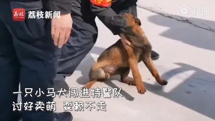 警犬打開籠子偷跑出去玩，回來時職業病發作竟然拐回一隻小柯基，笑噴！ 寵物 第9張