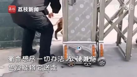 警犬打開籠子偷跑出去玩，回來時職業病發作竟然拐回一隻小柯基，笑噴！ 寵物 第10張