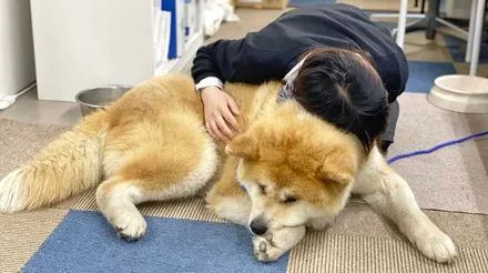 秋田犬3個月大竟然長到了36斤，網友抱了一會瞬間崩潰：這養的是熊吧！ 寵物 第5張