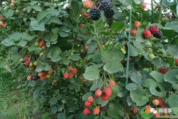树莓苗多少钱一棵 一亩地可栽多少棵 树莓苗种植环境要求 种植事 微信公众号文章阅读 Wemp
