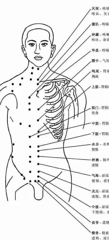 [转载]完整的人体穴位图及功效