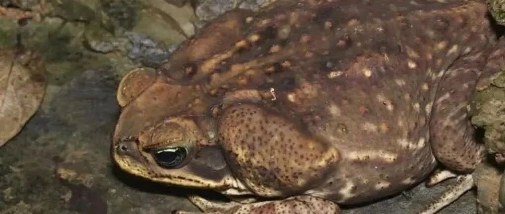 有剧毒! 海南这些动物千万别吃, 已有人中毒!