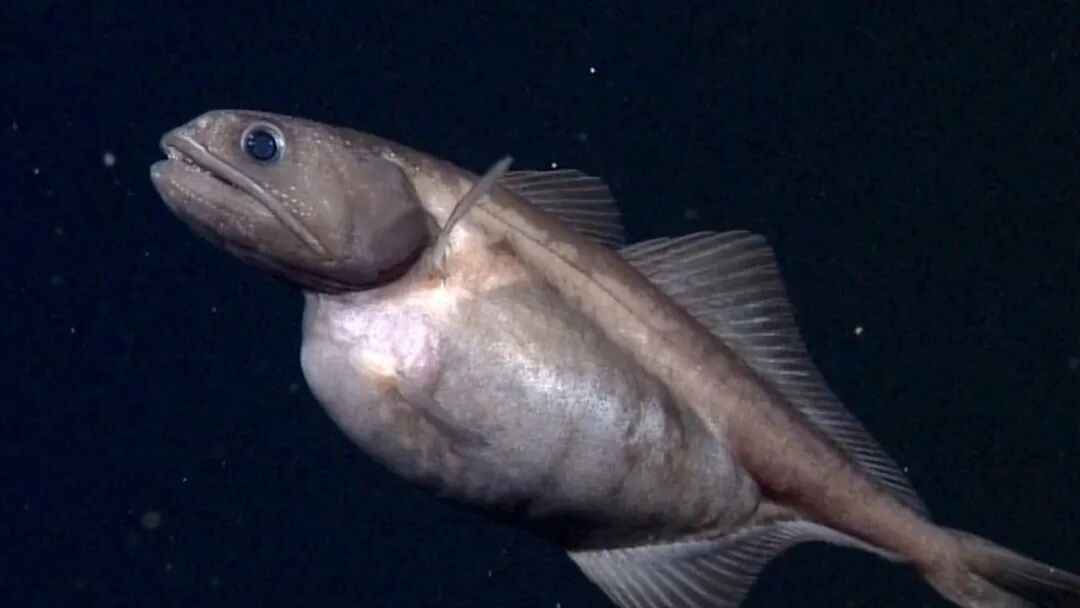 发兔看世界 能吞下超自身体重10倍的生物 自然界 恐怖 吞食者 你怕了吗 发兔 微信公众号文章阅读 Wemp