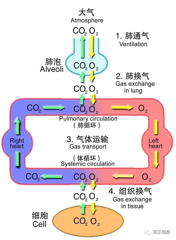 氧气怎么吸人活一口气，吸吸更年轻——高压氧在抗衰老方面的新方法_https://www.jmylbn.com_新闻资讯_第6张