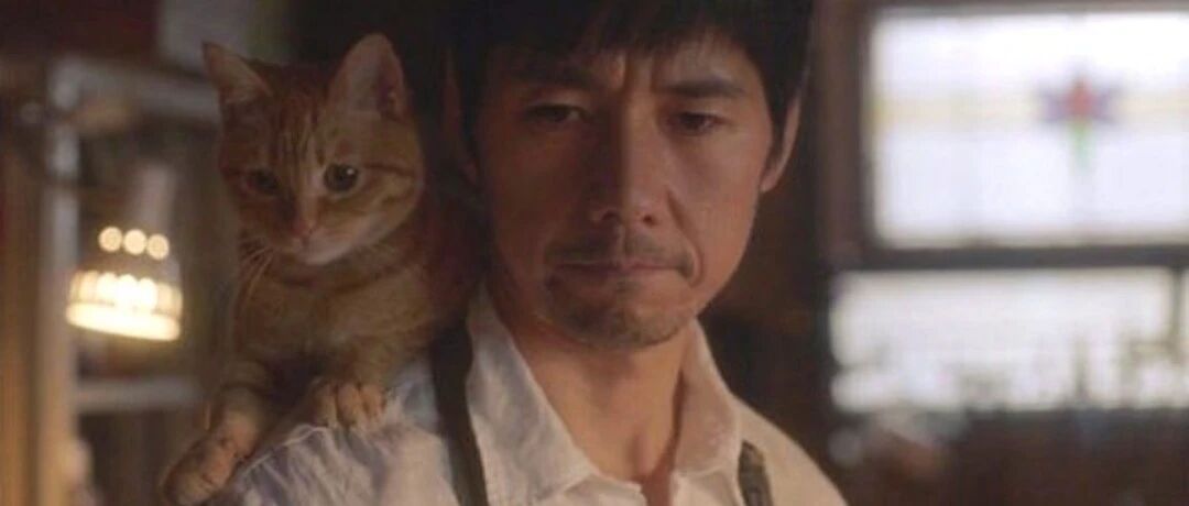 核酸阳性的宠物猫，只有“强制安乐死”的结局吗