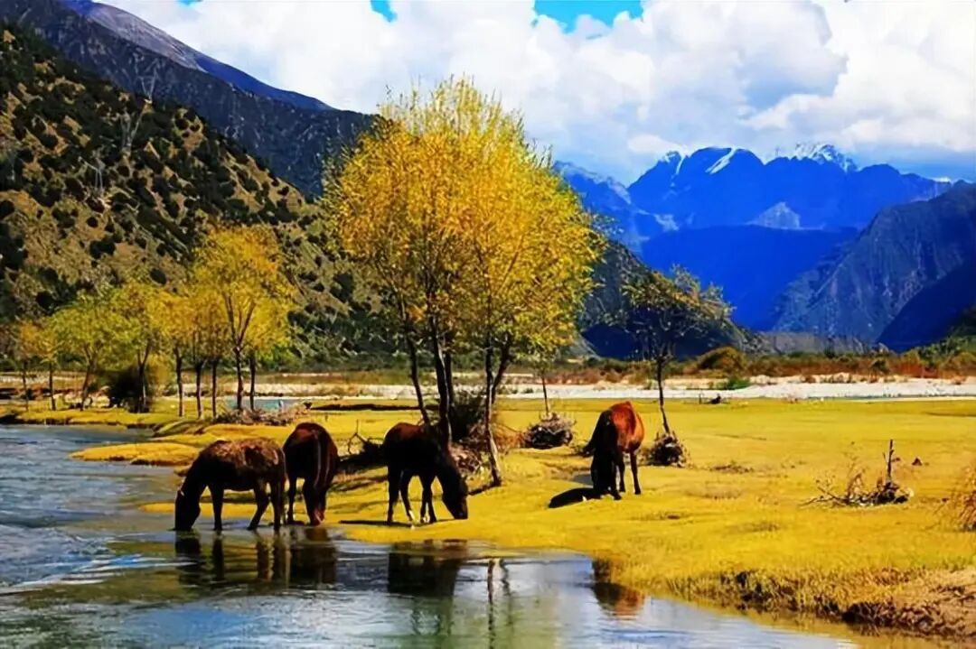 6条开往“中国最美秋天”的自驾路线，条条都是NO.1！