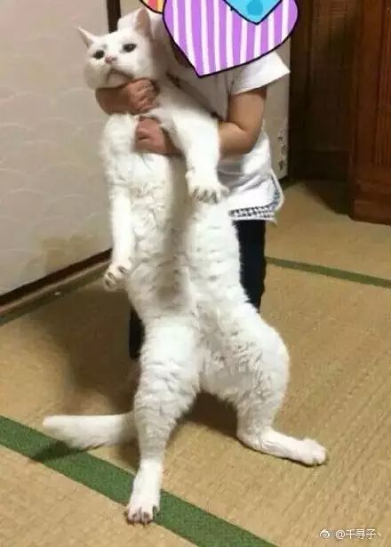 喵因上次被亲戚家孩子强抱过，所以，这次孩子再来之后...