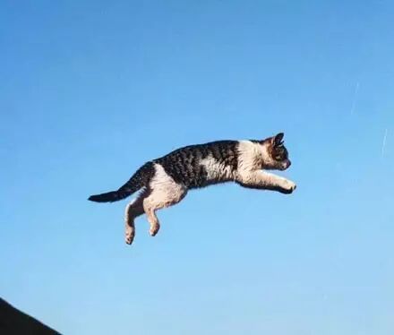 下水道为什么那么吸引喵星人，不解！