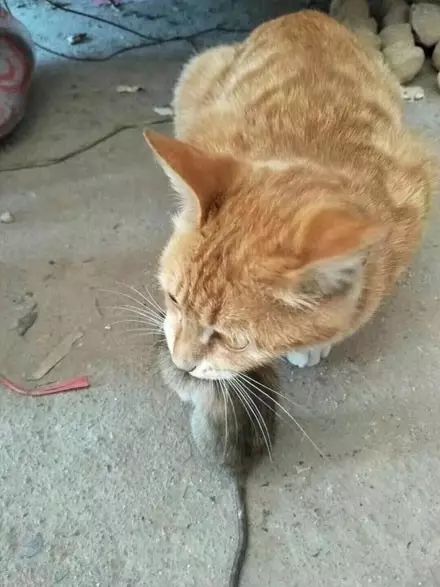 网友家的橘猫本事挺大会抓老鼠，一开始以为只抓了一只
