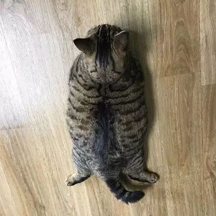 网友家一只泡发了的海参 整个就是活生生的表情包 感受下 大爱猫咪控 微信公众号文章