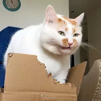 主人拍下貓咪啃箱子時的畫面，哈哈，張張都是表情包，感受下... 未分類 第3張