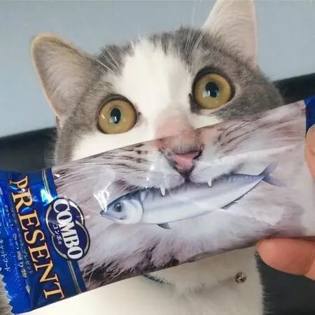 猫咪吃完的食物袋子别扔掉，原来，还可以这样玩...