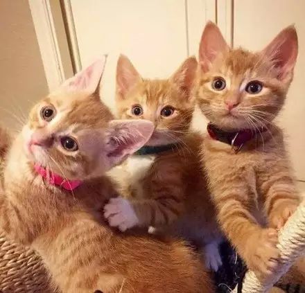 網友家的這6隻小橘貓，幾乎一毛一樣，如果不是... 寵物 第5張