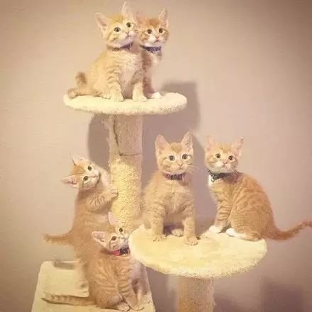 網友家的這6隻小橘貓，幾乎一毛一樣，如果不是... 寵物 第1張