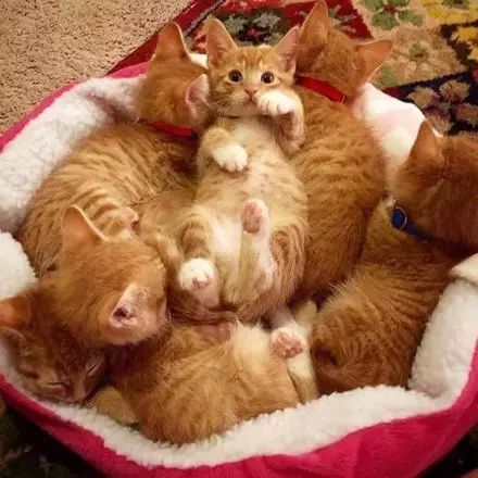 網友家的這6隻小橘貓，幾乎一毛一樣，如果不是... 寵物 第3張