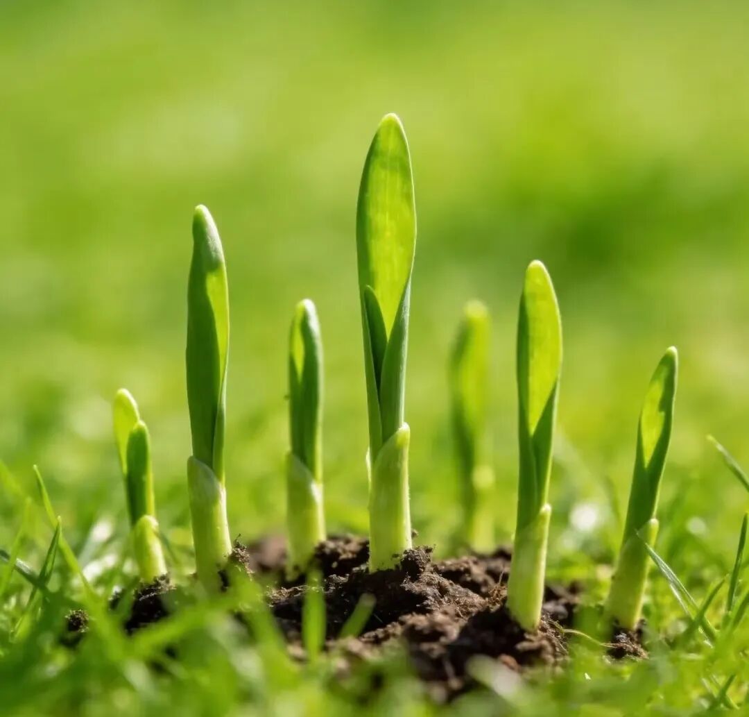 南宁疾控小羊毛，答题必得0.7微信红包（附答案）