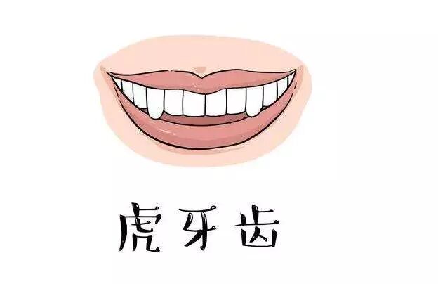 小小虎牙，却有着大大的作用！