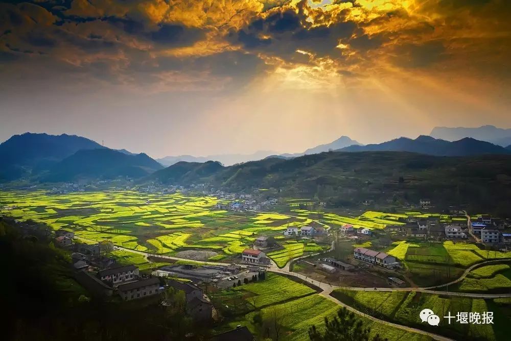 郧阳五峰乡油菜花