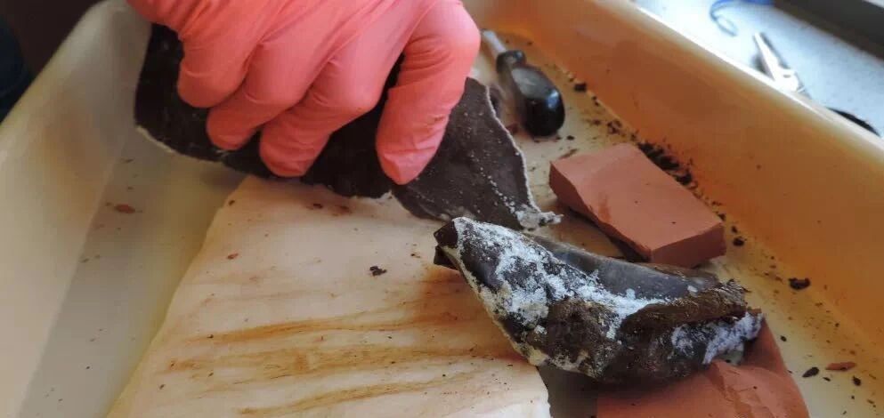 今年10万亿奖金的搞笑诺贝尔奖，竟颁给了五个蹲号子的中国杀手…