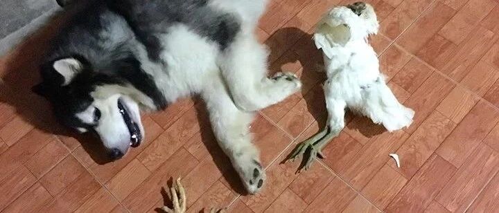 带狗回家过年？二哈把主人气哭，年度大戏又上演了