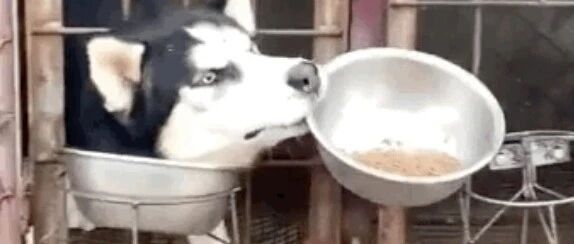 这只哈士奇火了，而且靠的是它的智商，真是给雪橇犬涨脸了！