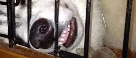 长得好看的哈士奇，犯二起来怎么样？这也太猥琐了吧