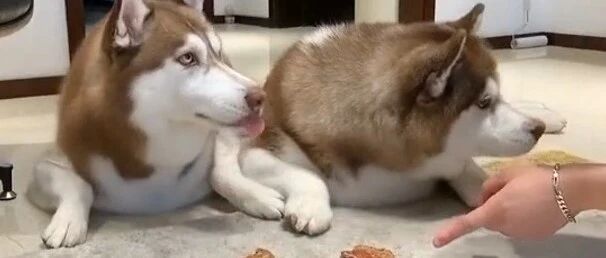 二哈居然学会“陷害”同伴了，这手法太骚了吧！