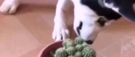 哈士奇生吞仙人掌，可下一秒狗子就悲剧了，笑到胃疼