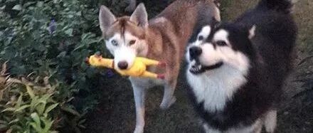 眼镜蛇侵入院子，二哈大战毒蛇，结果让人大吃一惊！