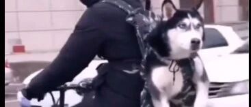 哈士奇拆家之歌，还有这种疗效？哈哈哈哈