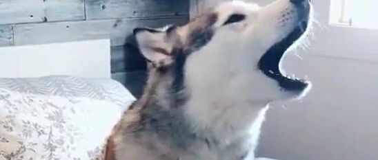 知道什么叫绝望吗？二哈一叫金毛就头疼，表情也亮了