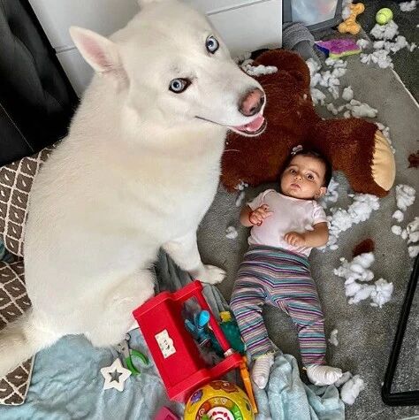 发现二哈在教小主人拆家，铲屎官崩溃：你们俩给我住手！