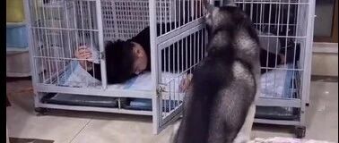 主人睡了哈士奇的窝，结果却悲剧了，狗：别出来了