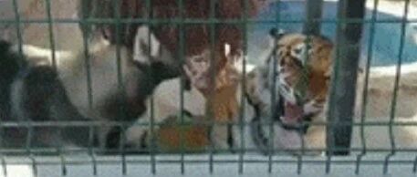 哈士奇翻入老虎园，没想到它还想吃老虎，饲养员都吓坏了