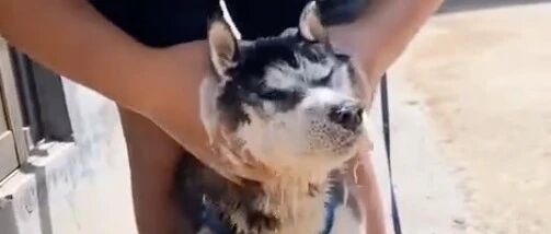 当二哈洗澡时，遇到了“爸爸”，可以说是惨不忍睹啊