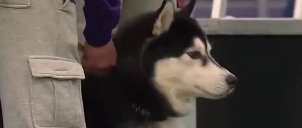 哈士奇和边牧参加敏捷比赛，你觉得谁厉害？