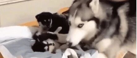 二哈生了娃后，又不正常了，心疼小奶狗3分钟