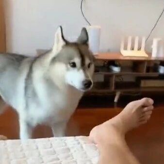 主人被责骂，没想到二哈却吓坏了，很反常自己进屋了