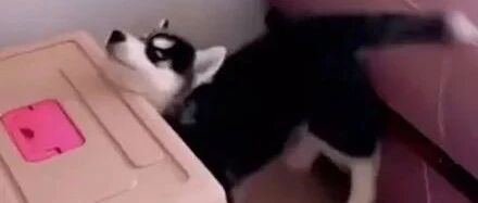 网友一口气养了3只哈士奇，结果很快就后悔了