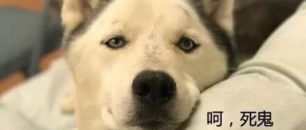 哈士奇很丑被抛弃？我想这家伙到底有多丑，看到后...