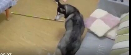 二哈偷偷在家秀恩爱？幸好有监控，要不不敢相信