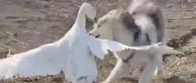 二哈咬死了大鹅？回头再看时，主人马上笑翻了