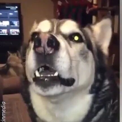 主人想教训闯祸的二哈，可没想到狗子一秒变话痨，好崩溃！